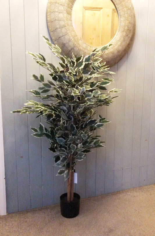 Tall Variegated White/Green Bushy Ficus Tree (130cm )
